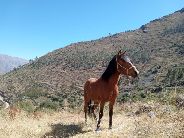 Equine Leadership Development