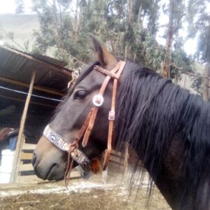 Halter Horsestall